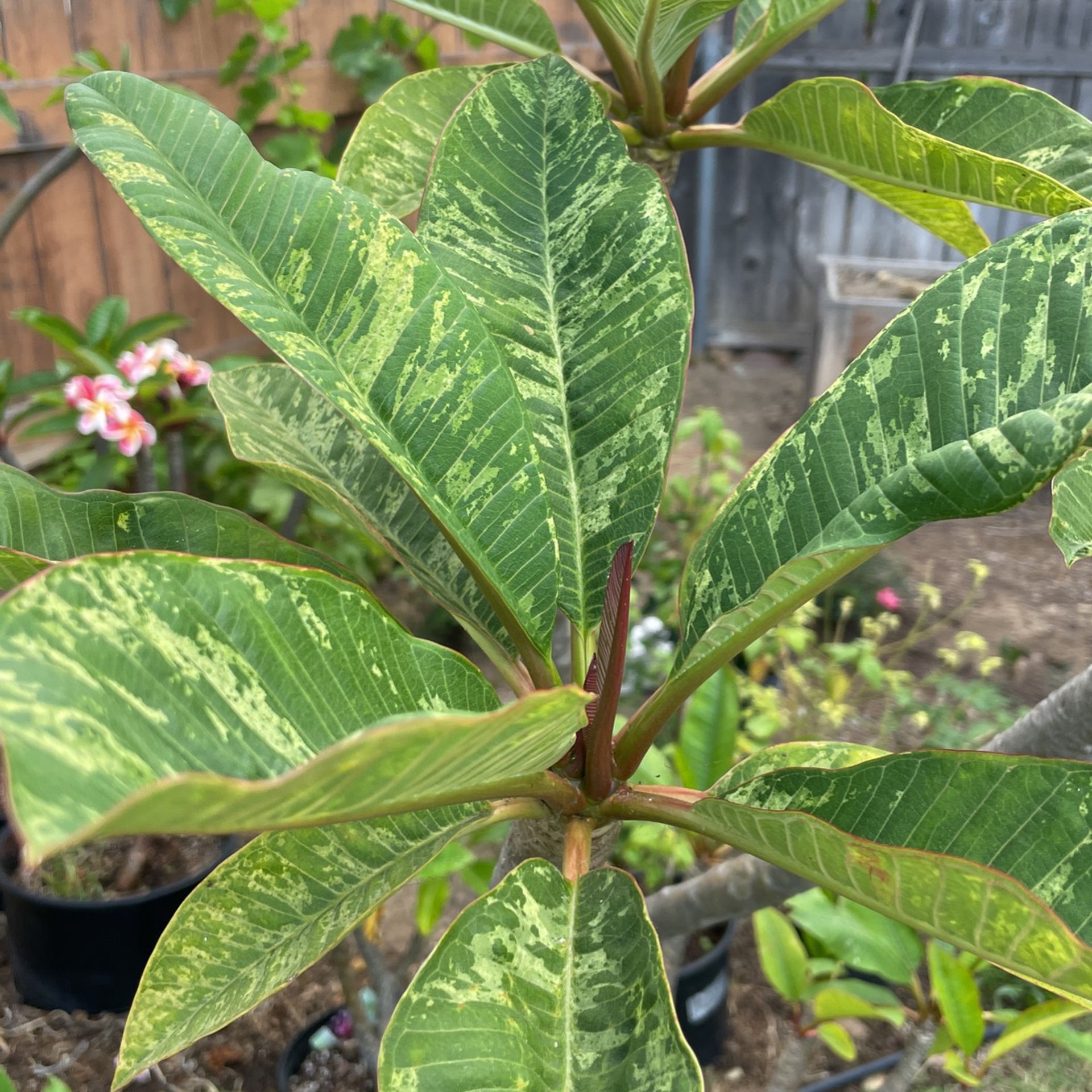 Variegated Plumeria for Sale in San Diego, CA - OfferUp
