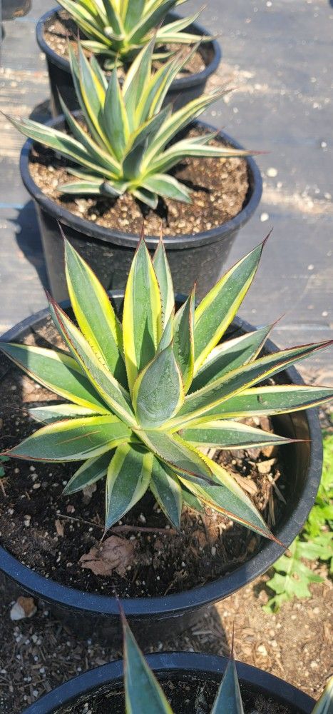 Agave 'Snow Glow