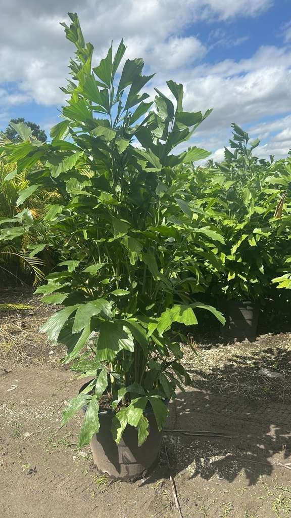 fishtail palms over 5 feet tall $60 Instant Privacy Hedge For Fence Green Full