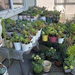 Preciosas Suculentas De Todos Los Precios