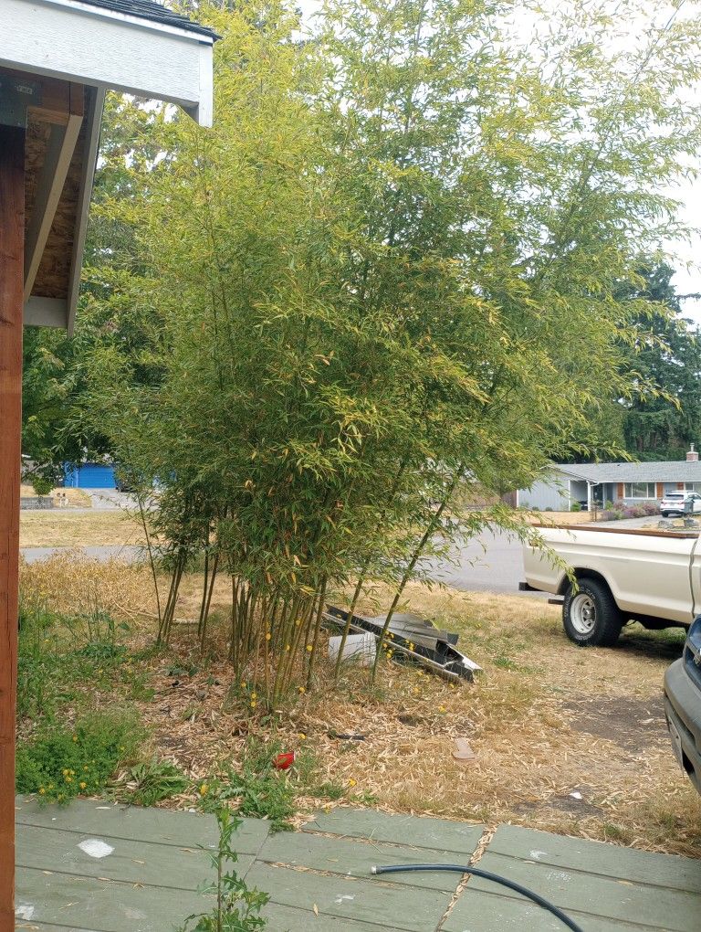Free Bamboo You Dig