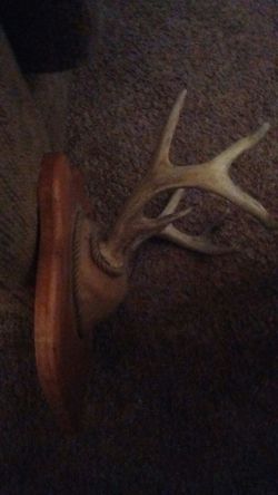 Deer antlers mounted on wood bored