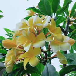 Peach 🍑 Rose 🌹 Scent Hawaiian Yellow Melemele Plumeria Cutting - Big Full Yellow Flowers 🌼 - 15” Cutting 