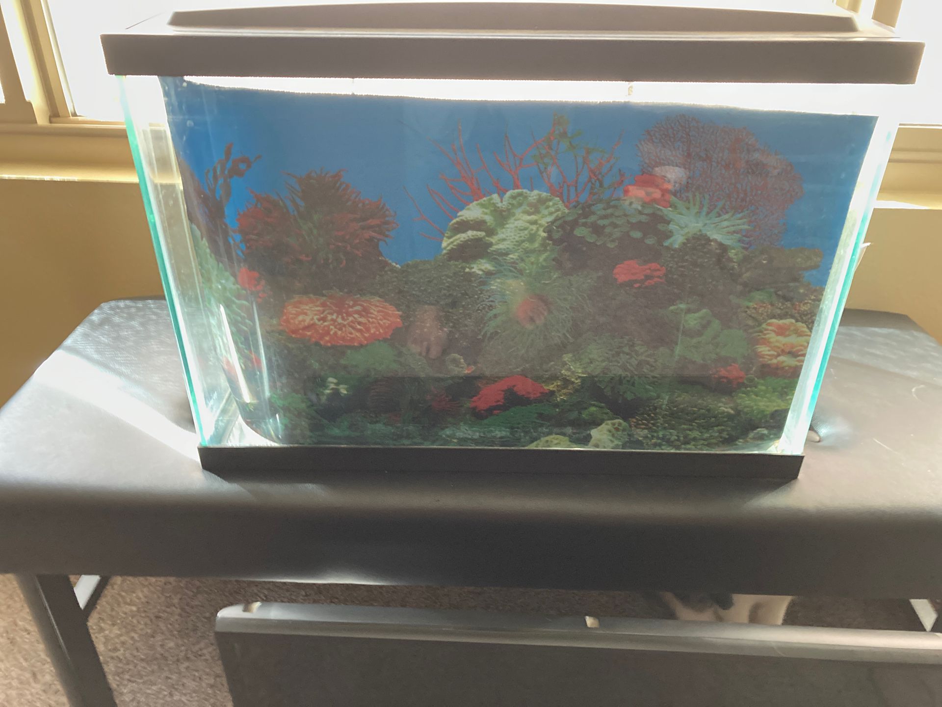 20 gallon Aqueon aquarium