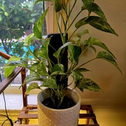 Plant Arrangement 