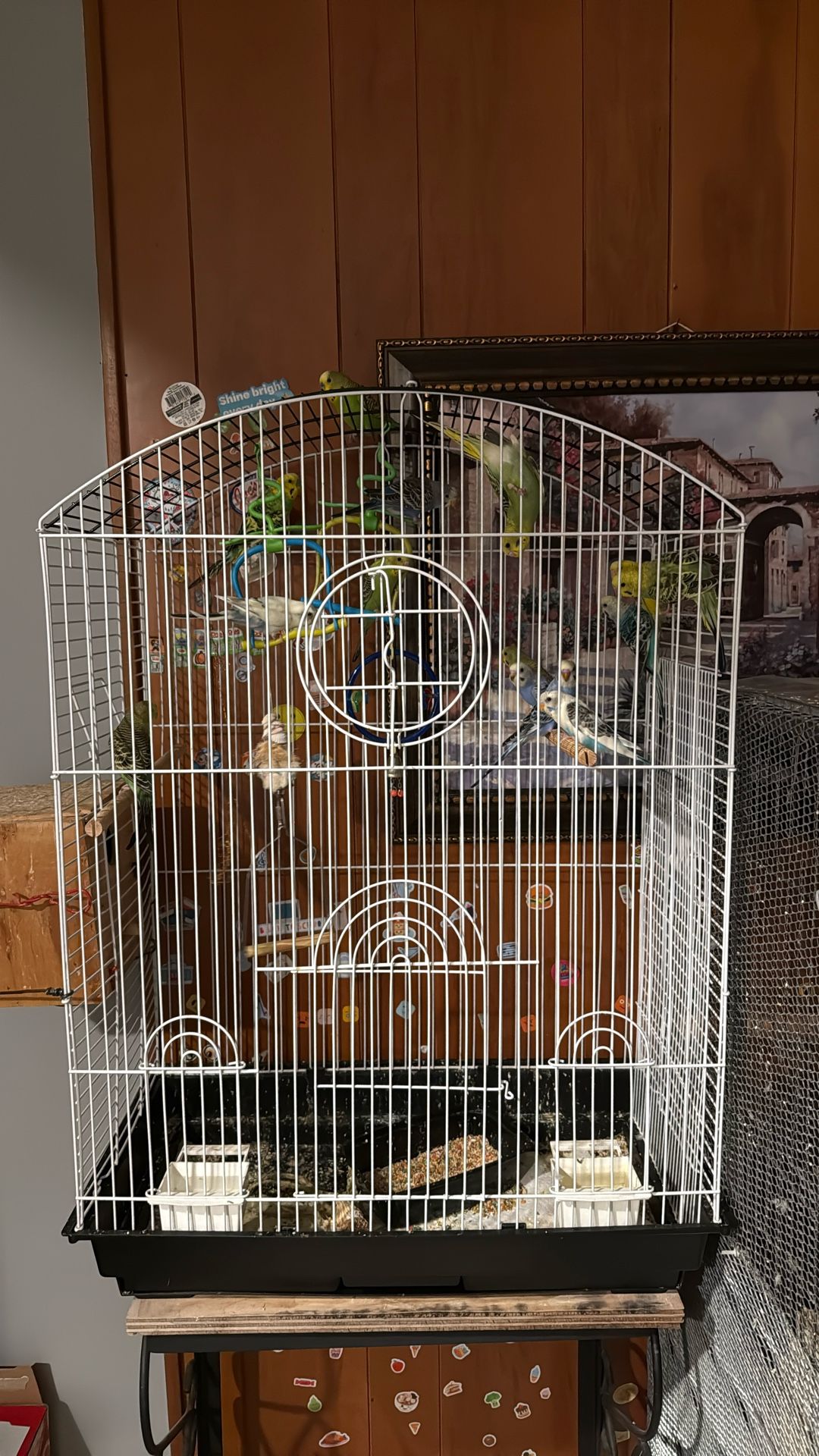 Bird Cage For Sale