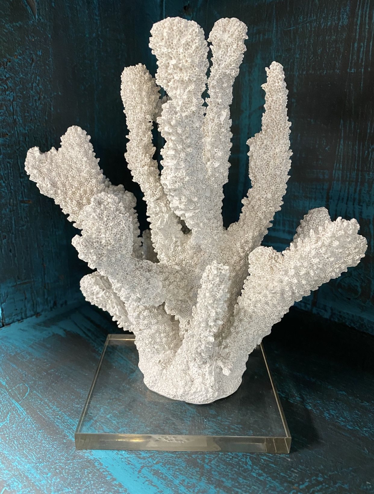 Coral Displayed On Thick Acrylic Base