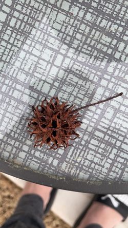 12 Sweet Gum Balls