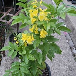 Hierba De La Esperanza