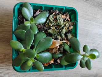 Three Rooted Jade Plants