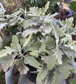 Velvet Succulent Plant/ O Kalanchoe oreja de elefante,