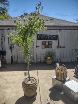 Japanese Maple Tree $60 Land Park area See Description