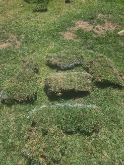 Free Healthy Sod / Grass Pieces – Great for Lawn Repair or Landscaping