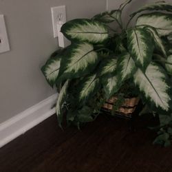 fake plants