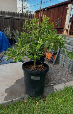 Mature seedless lime and Naval orange and lemon trees in 15 gallon pots.