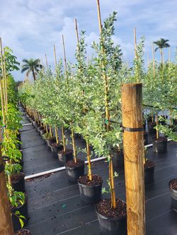 Silver Buttonwood Standard Trees 7g