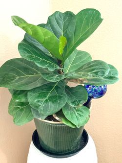 Fiddle Leaf Fig (Ficus Lyrata) w/ Pot – Full Indoor Plant 🌿