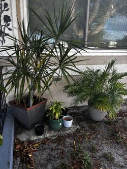 Indoor & outdoor plants