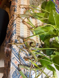 Philodendron Burle Max Cutting $7 each