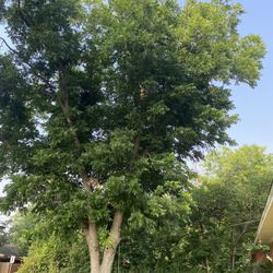 GOOD PRICE ON 🌳🌳Removal 