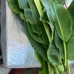 Oja D Katana’s A $5.00 Todas