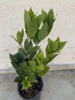 Laurus Bay Leaf Plant, In 1 Gallón Pot Pick Up Only