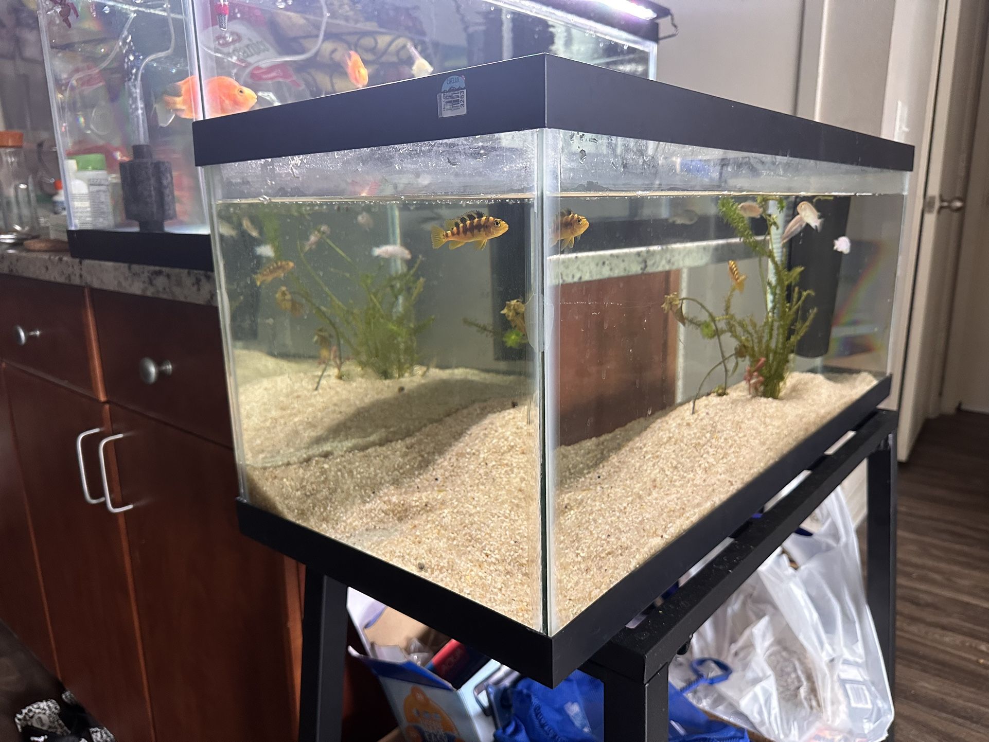 20 Gallon Fish Tank + Filter