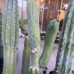 San Pedro Penis Cactus 