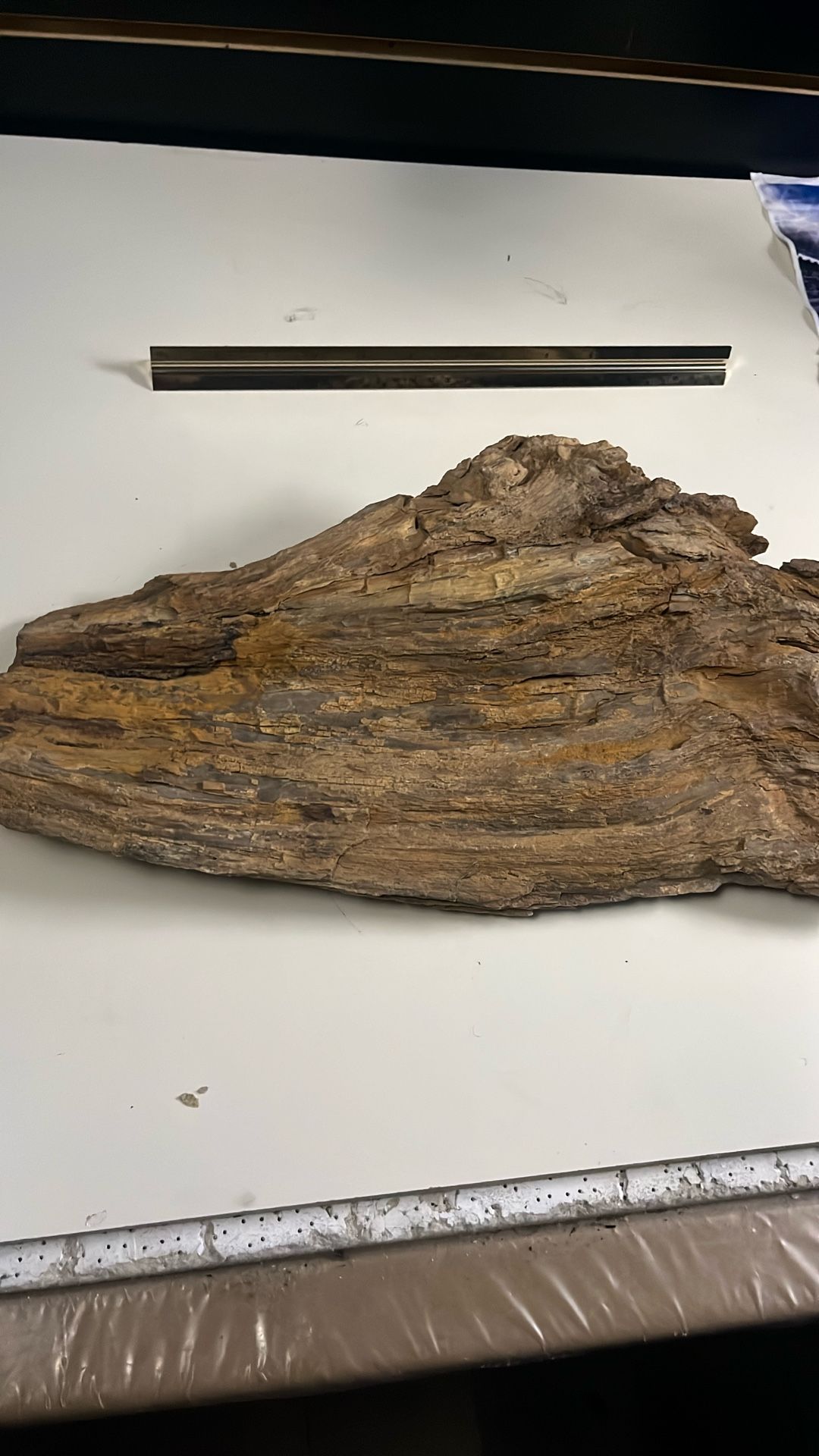 Petrified Wood Unique Patterns