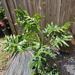Philodendron Split Leaf Live Plants 