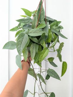 Pothos Cebu Blue Plant 6" Pot - Indoor House Plants