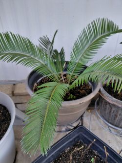 Beautiful Sago Plant