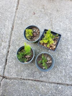 The Foxtail Fern