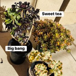 $100 /3 Cluster Aeonium 