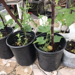 Plantas 🪴 De Chayote $5 Cada Una  South La 90043 Sobre La Slauson Ave /western 