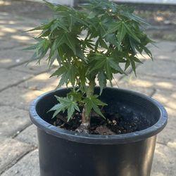 Beautiful Japanese Maple Bonsai. Amazing Roots (Nabari)