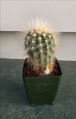 Old Copiapoa Krainziana with offshoots