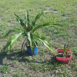 Plant Sale  Lillies 3 Varieties Green, Red & Mixed