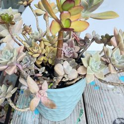 Succulents In A Ceramic Pot 