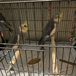 Strong Cage for Cockatiel