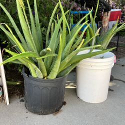 Aloe Vera Plants