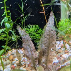 Cryptocorine Wentii 3 X $10