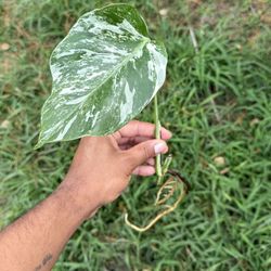 Monstera Albo Borsigiana Variegated  Rooted 1 Leaf. *Low Var*