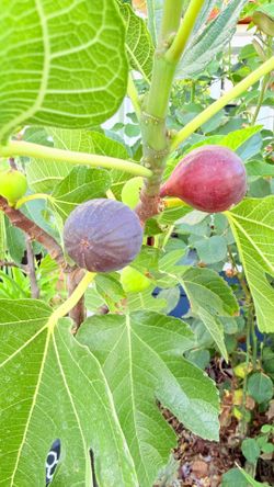 5-Gallon Violette de Bordeaux (VDB) Fig Tree – Fruiting