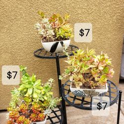 Succulent Arrangements 