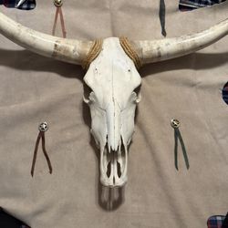 Long Horn Bull Skull And Horns.