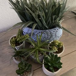 Succulent Plant Set 