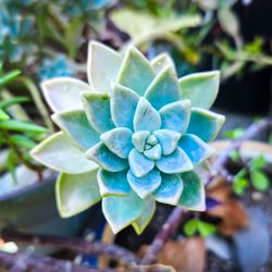 Ghost Plant Succulents 🪷🌿