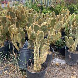Bunny Ears Plants