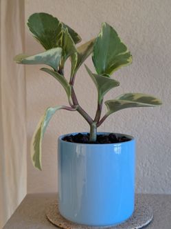 Healthy Beautiful Indoor Plant ( peperomia)